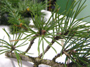 swiss mountain pine (pinus mugo s.str.), leaves (needles) half-round, whorls of 2 in short shoots. 2009-01-26, Pentax W60. keywords: pinus montana, berg-föhre, pin de montagne, pino nano, pino mugo